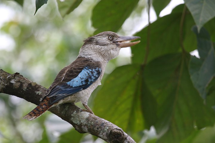 �A�I�o�l�����C�J���Z�~