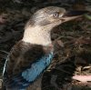 Blue-winged Kookaburra �A�I�o�l�����C�J���Z�~