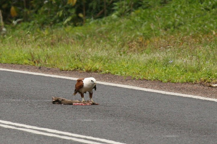 �V���K�V���g�r