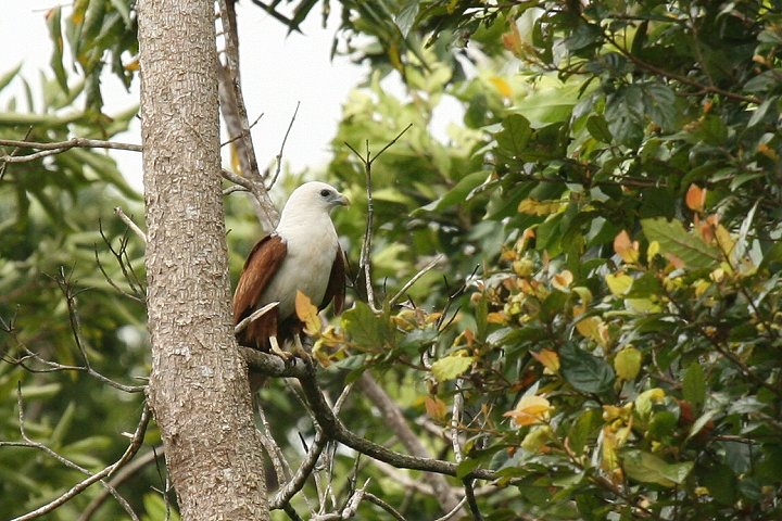 �V���K�V���g�r