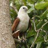Brahminy Kite �V���K�V���g�r