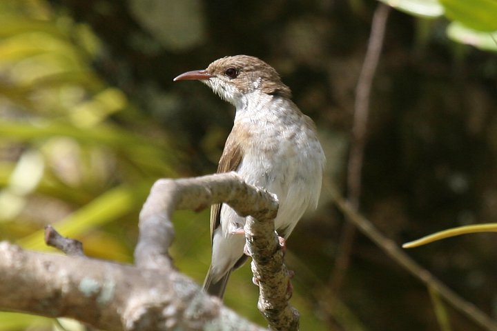 �E���R�~�c�X�C