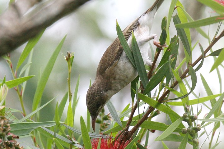 �E���R�~�c�X�C