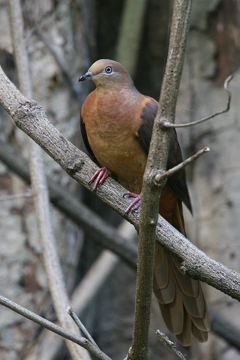 �I�i�K�o�g