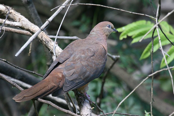 �I�i�K�o�g