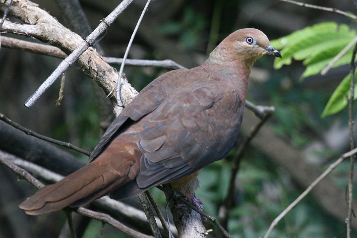 �I�i�K�o�g