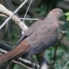 Brown Cuckoo-Dove �I�i�K�o�g
