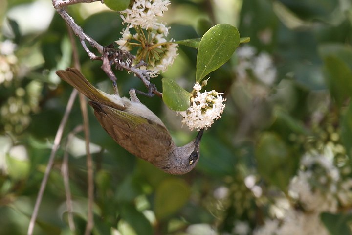 �T���C���~�c�X�C