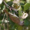 Brown Honeyeater �T���C���~�c�X�C