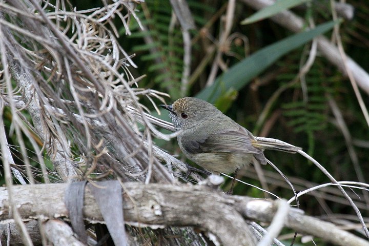 �`���C���g�Q�n�V���V�N�C