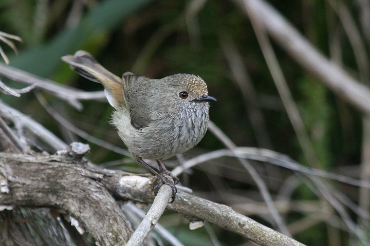 �`���C���g�Q�n�V���V�N�C