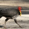 Australian Brush-Turkey ���u�c�J�c�N��