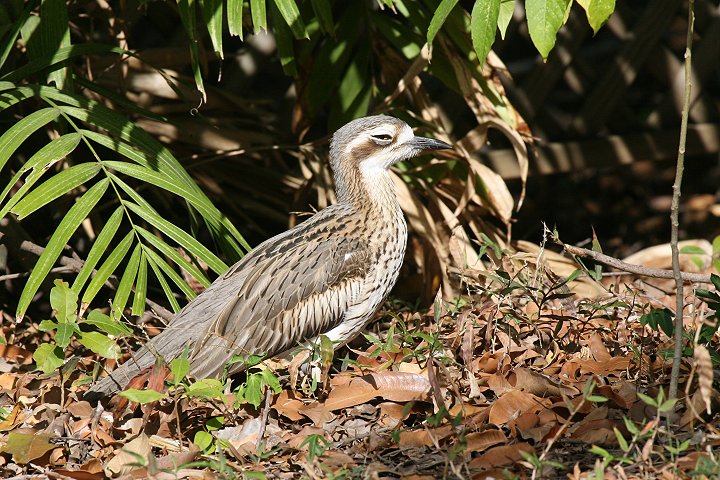 �I�[�X�g�����A�C�V�`�h��