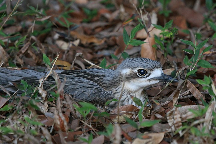 �I�[�X�g�����A�C�V�`�h��