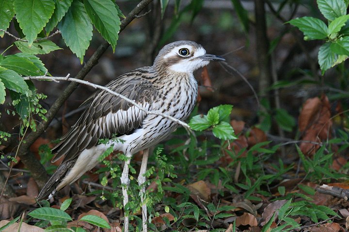 �I�[�X�g�����A�C�V�`�h��