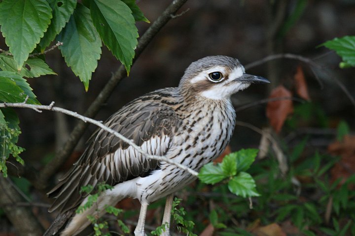 �I�[�X�g�����A�C�V�`�h��