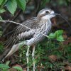 Bush Stone Curlew �I�[�X�g�����A�C�V�`�h��