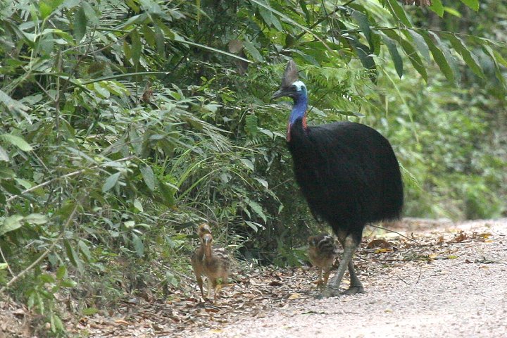 �q�N�C�h���̐e�q