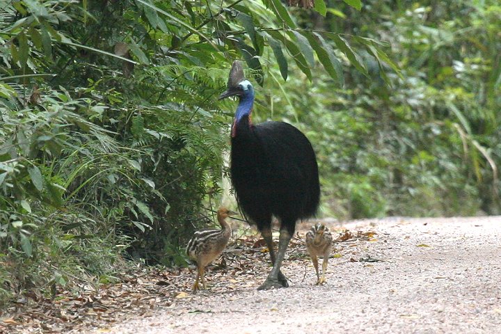 �q�N�C�h���̐e�q