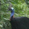 Southern Cassowary �q�N�C�h��
