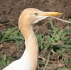 Cattle Egret �A�}�T�M