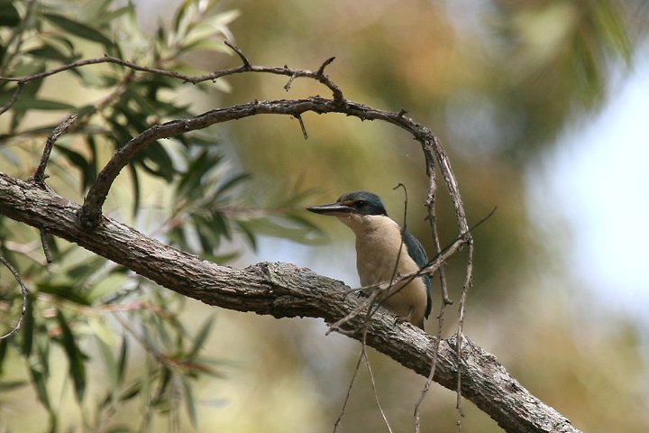 �i�����E�V���E�r��