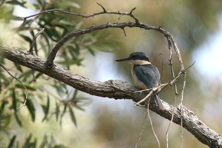 �i�����E�V���E�r��