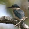 Collared Kingfisher �i�����E�V���E�r��
