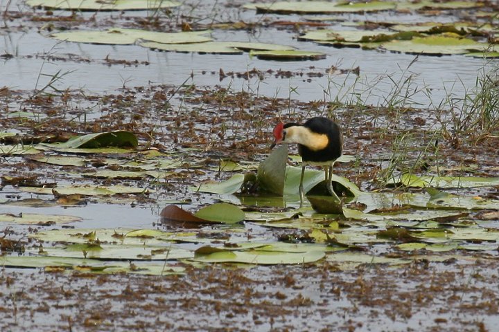 �g�T�J�����J�N