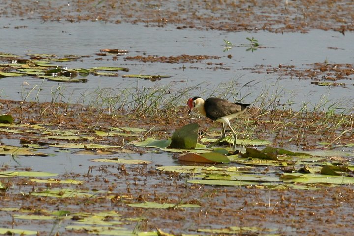 �g�T�J�����J�N