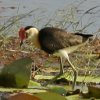 Comb-crested Jacana �g�T�J�����J�N