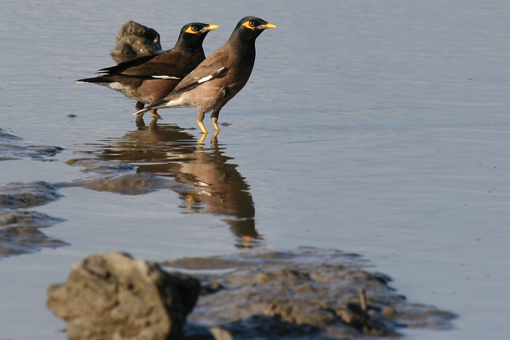 �C���h�n�b�J