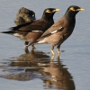 Common Myna �C���h�n�b�J