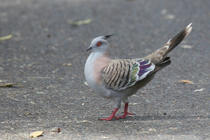 �����W���N�o�g