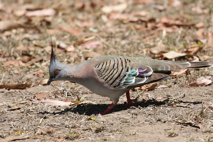 �����W���N�o�g