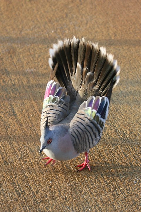 �����W���N�o�g