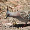 Crested Pigeon �����W���N�o�g
