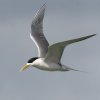 Crested Tern �I�I�A�W�T�V