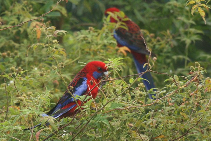 �A�J�N�T�C���R