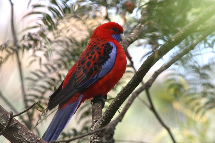 �A�J�N�T�C���R