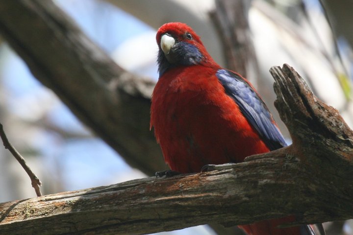 �A�J�N�T�C���R