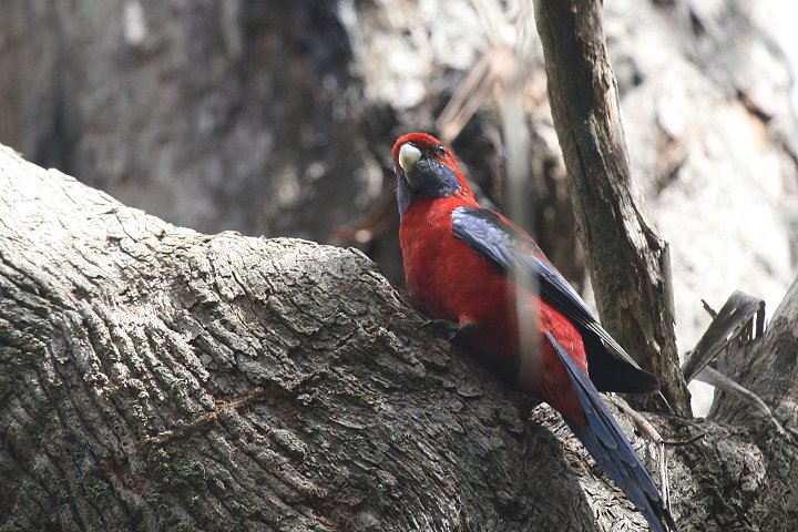 �A�J�N�T�C���R