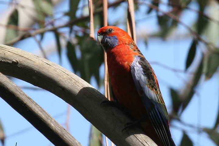 �A�J�N�T�C���R