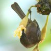 Dusky Honeyeater �R�Q�`���~�c�X�C