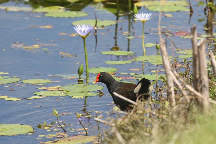 �l�b�^�C�o��