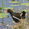 Dusky Moorhen �l�b�^�C�o��