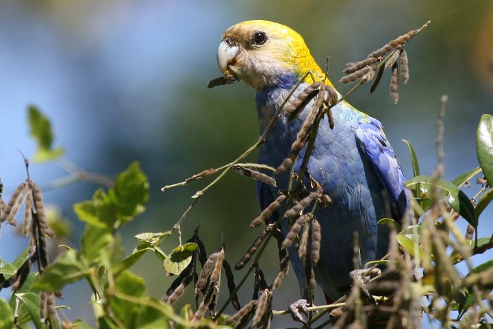 �z�I�A�I�T���N�T�C���R