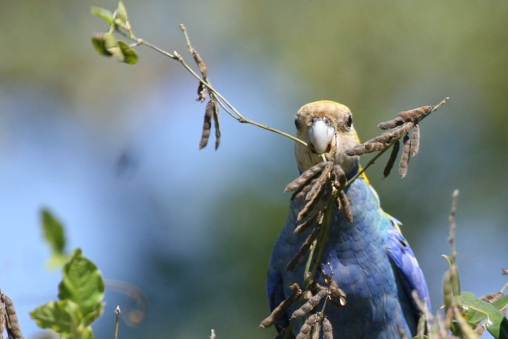 �z�I�A�I�T���N�T�C���R