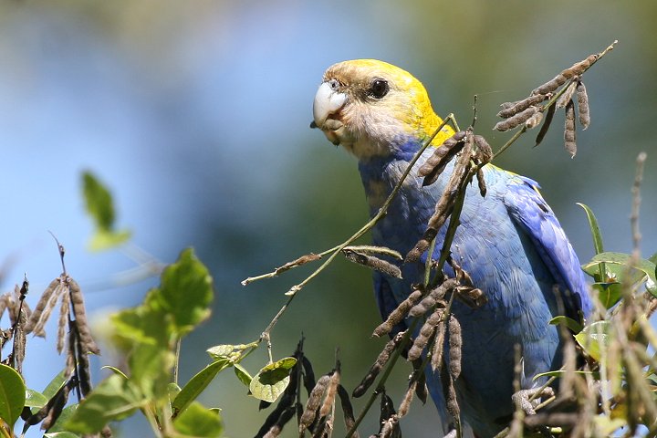 �z�I�A�I�T���N�T�C���R