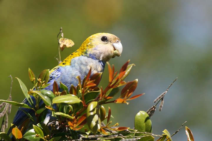 �z�I�A�I�T���N�T�C���R